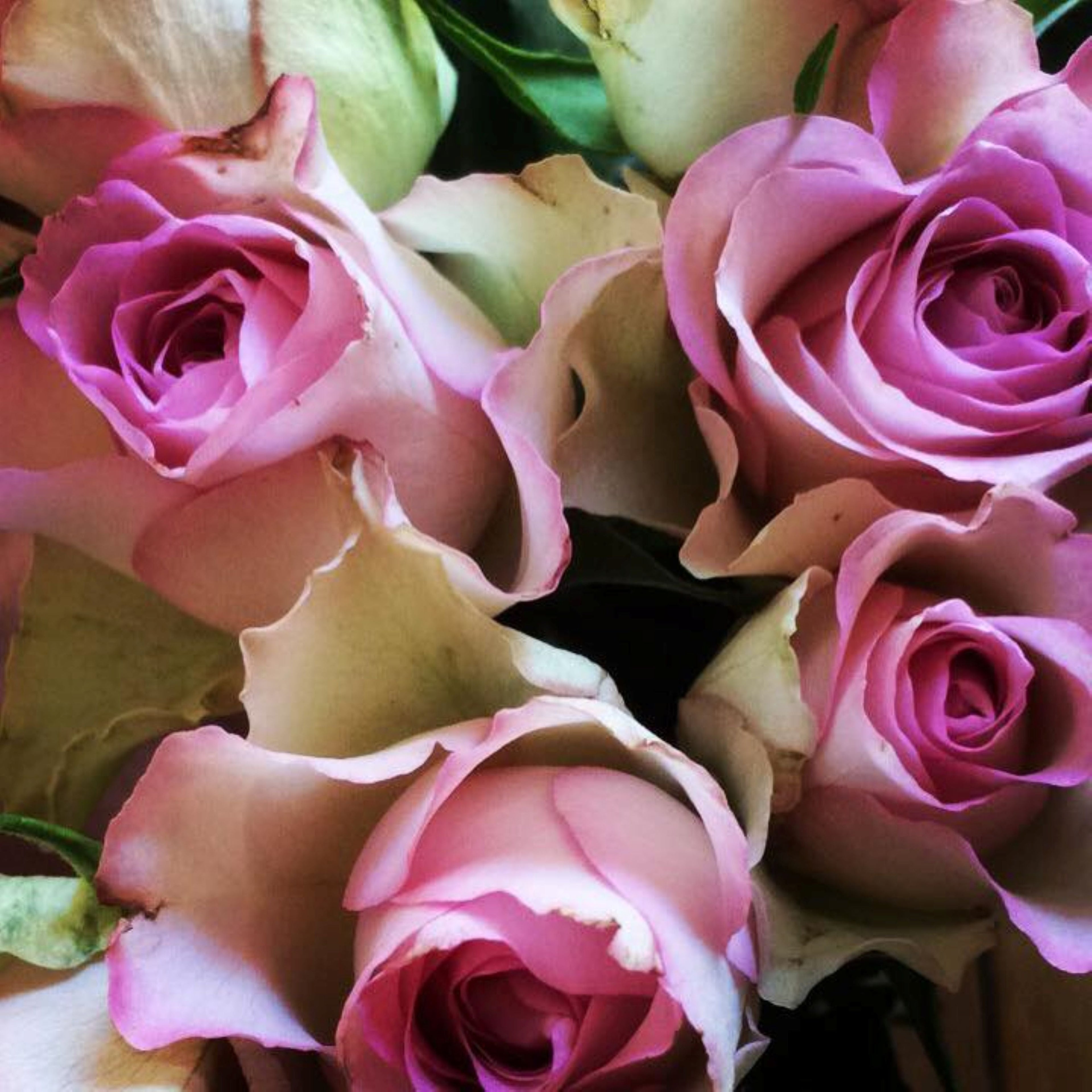 Roses