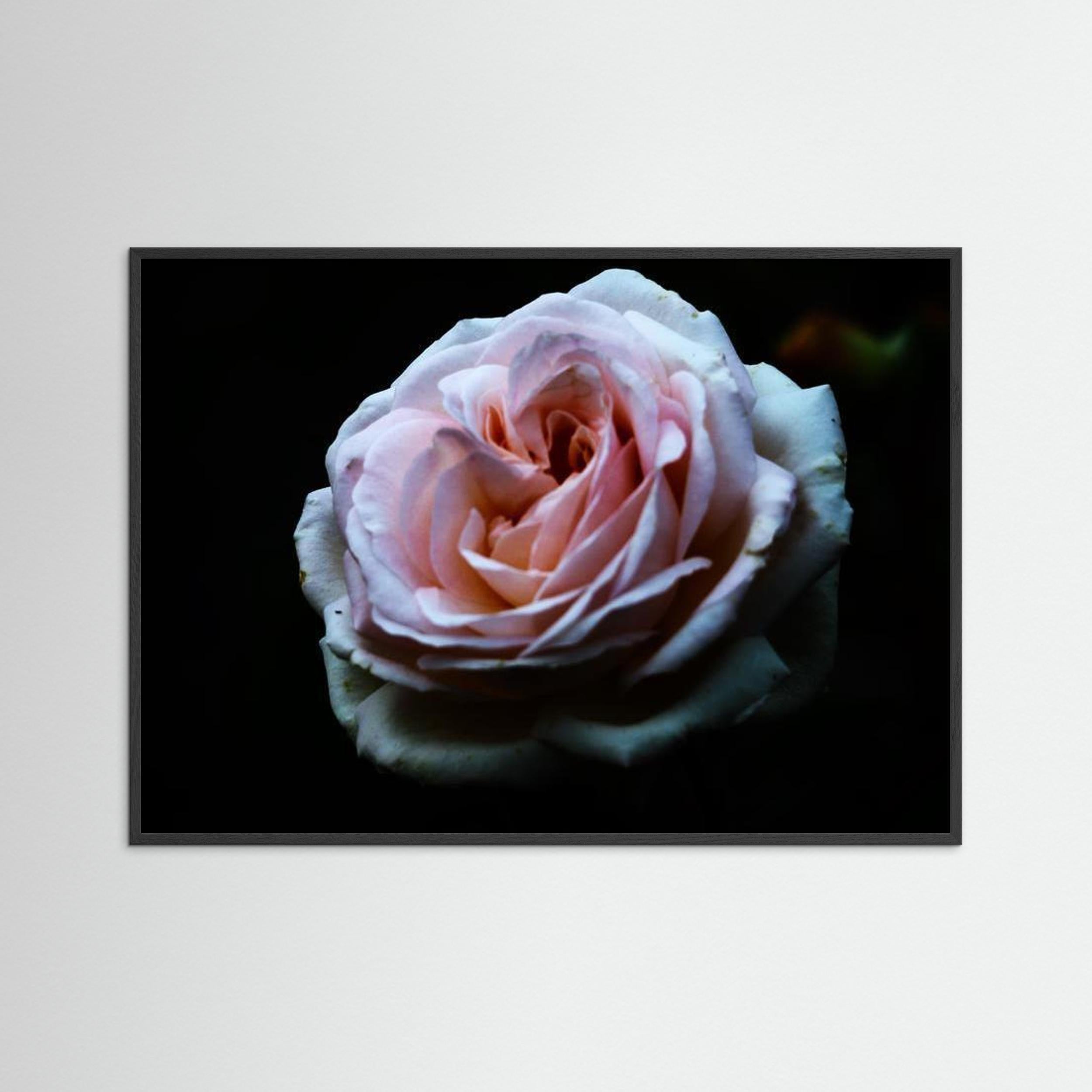 Rosen