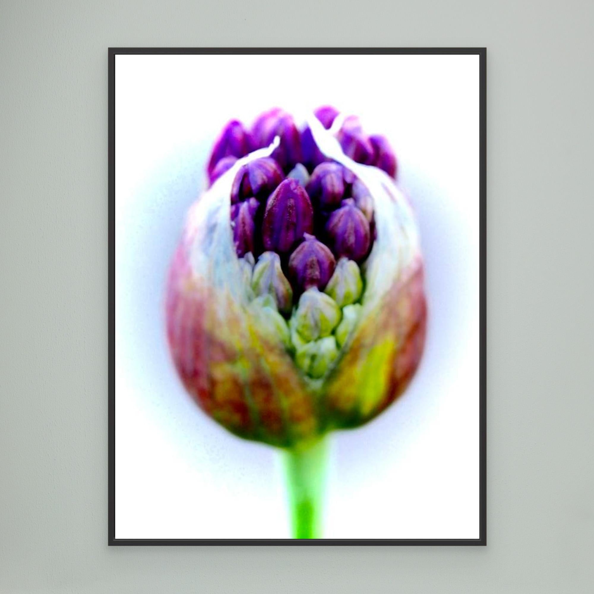 onion
